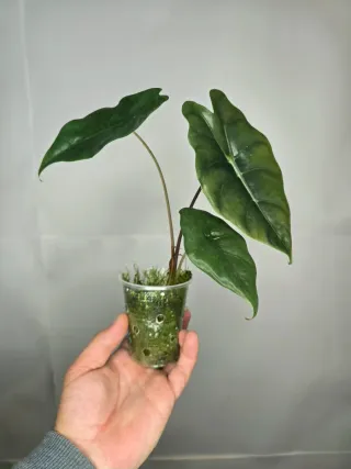 Alocasia "Polly"