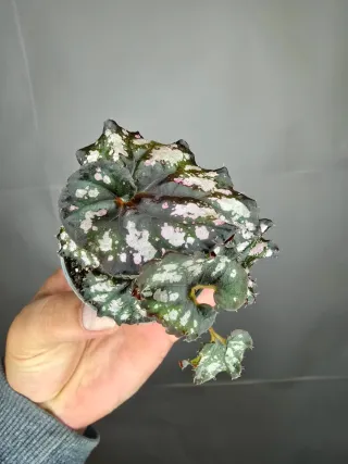 Begonia Rex "Cumbia" baby