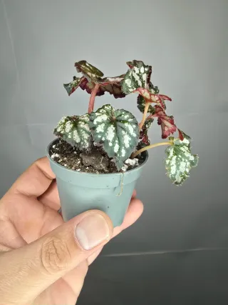 Begonia Rex "Cumbia" baby