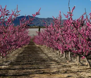 Poda de árboles frutales y trabajos agricolas
