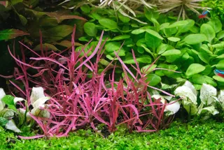 Hygrophila Lancea “Chai” In Vitro plantas acuario