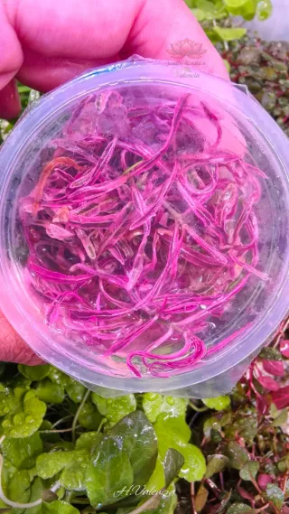 Hygrophila Lancea “Chai” In Vitro plantas acuario