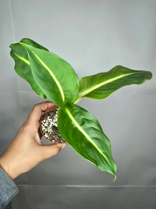 Dieffenbachia "Green Magic"