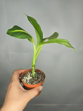 Dieffenbachia "Green Magic"