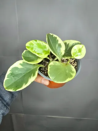 Peperomia "Obtusifolia Variegata"