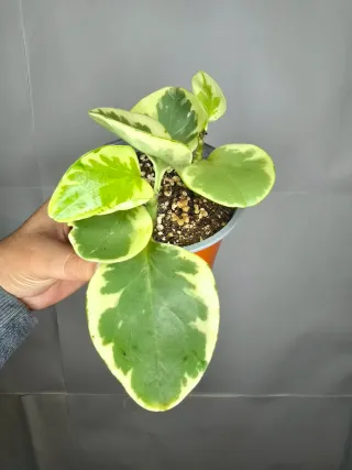 Peperomia "Obtusifolia Variegata"