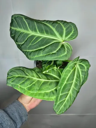 Anthurium "Villenaorum"