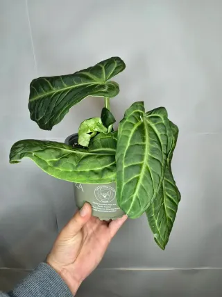 Anthurium "Villenaorum"