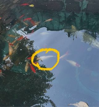 Peces cometa rojos y blancos