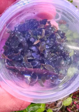 Bucephalandra Kedagang In Vitro Plantas en tarrina