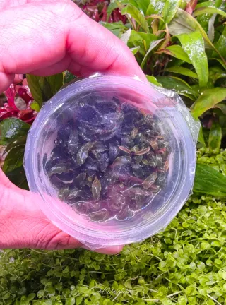 Bucephalandra Kedagang In Vitro Plantas en tarrina