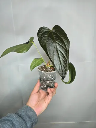 Anthurium "Queen of Hearts"