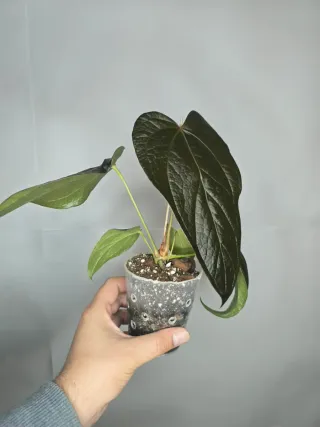 Anthurium "Queen of Hearts"