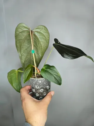 Anthurium "Queen of Hearts"