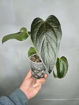 Anthurium "Queen of Hearts"