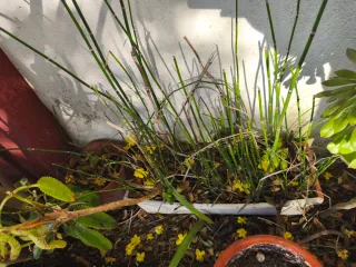 Planta Cola de Caballo