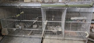 Jaula para pájaros o mascotas pequeñas