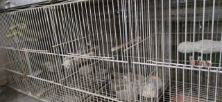 Jaula para pájaros o mascotas pequeñas