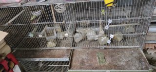 Jaula para pájaros o mascotas pequeñas