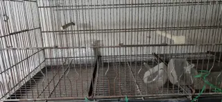 Jaula para pájaros o mascotas pequeñas