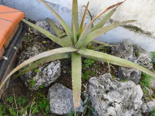 Planta de Aloe Vera