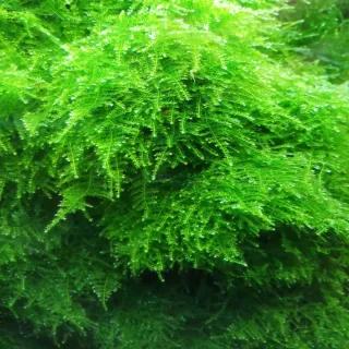 Musgo Navidad In Vitro Planta limpia para acuario
