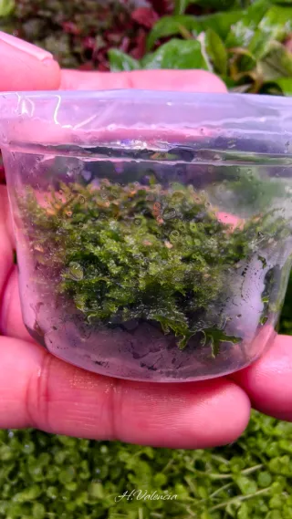 Musgo Navidad In Vitro Planta limpia para acuario