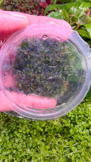 Musgo Navidad In Vitro Planta limpia para acuario