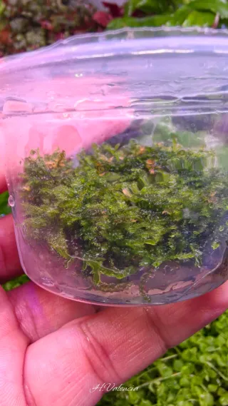 Musgo Navidad In Vitro Planta limpia para acuario