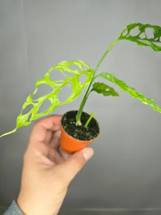 Monstera Oblicua "Perú"