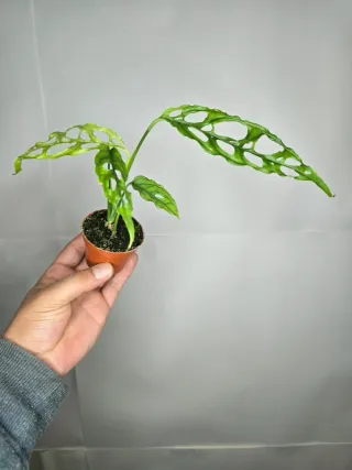 Monstera Oblicua "Perú"