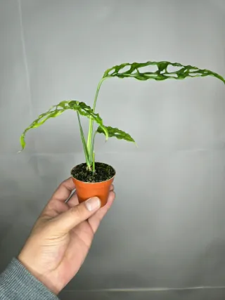 Monstera Oblicua "Perú"