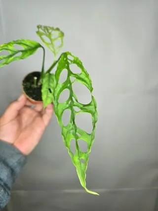 Monstera Oblicua "Perú"