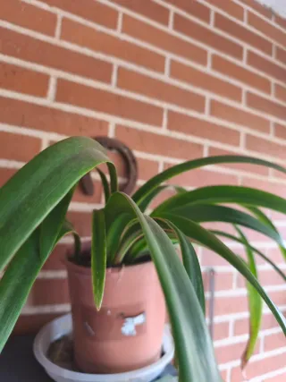 Planta Clivia Naranja