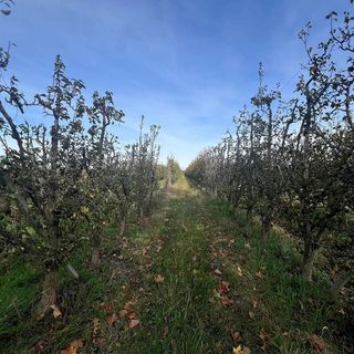 Terreno en venta en Golmés