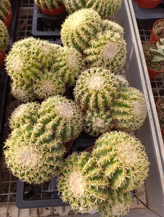 Echinocactus Grusonii breviespinus