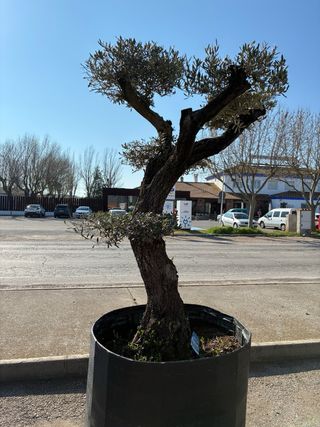 Olivos Centenarios Ornamentales