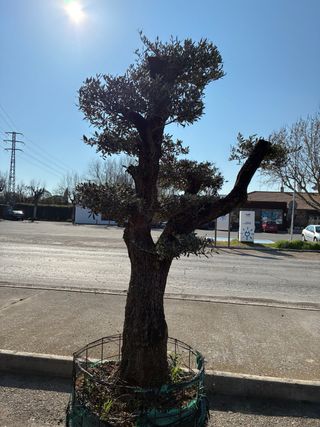 Olivos Centenarios Ornamentales