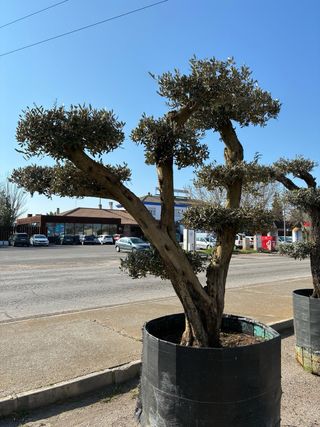 Olivos Centenarios Ornamentales