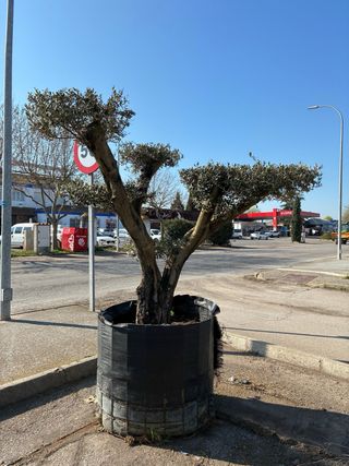 Olivos Centenarios Ornamentales