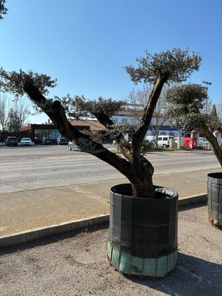 Olivos Centenarios Ornamentales