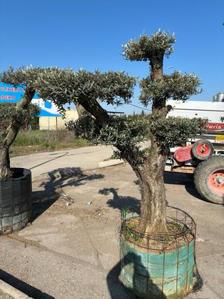 Olivos Centenarios Ornamentales