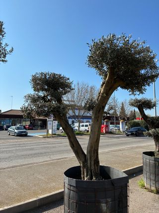 Olivos Centenarios Ornamentales
