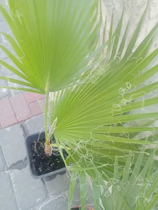 Palmeras Washingtonia mediana