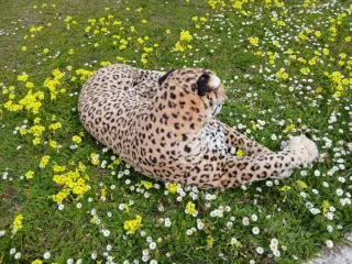 Peluche Leopardo Gigante