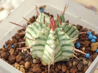 Suculenta Euphorbia meloformis variegata vaso 7