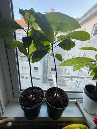 Planta de aguacate en maceta