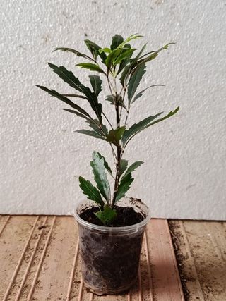 Schefflera MINI Planta de interior y terrario Ø5