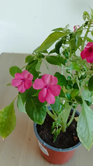 Alegría de casa planta con flores rosas