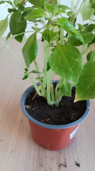 Alegría de casa planta con flores rosas